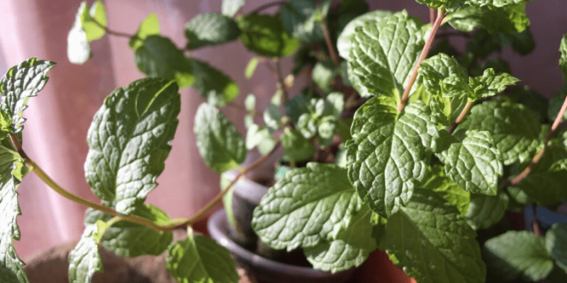 How to Grow Mint from Seeds in An Indoor Pot