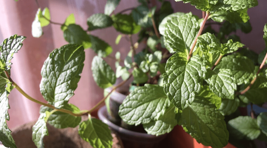 How to Grow Mint from Seeds in An Indoor Pot - Organize With Sandy