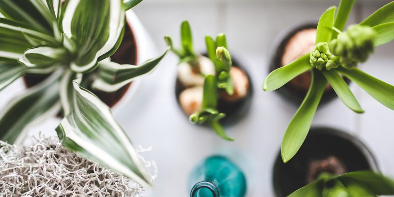How to Identify House Plants Quickly