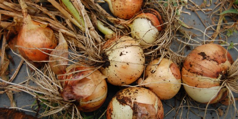How to Plant and Store Bulbs? A Step by Step Comprehensive Guide 
