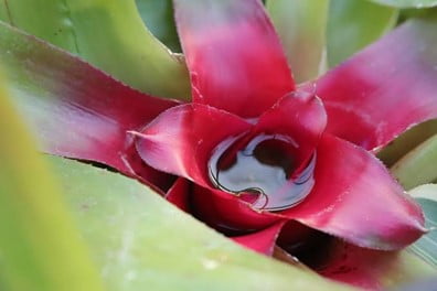 How to Water Bromeliads