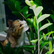 Is Succelents Poisonous to Cats? - How Succelents Affect Cats?