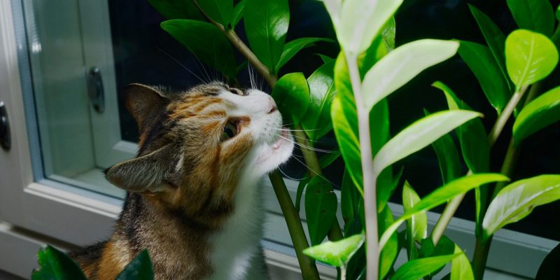 Is Succelents Poisonous to Cats? - How Succelents Affect Cats?