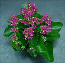 Kalanchoe