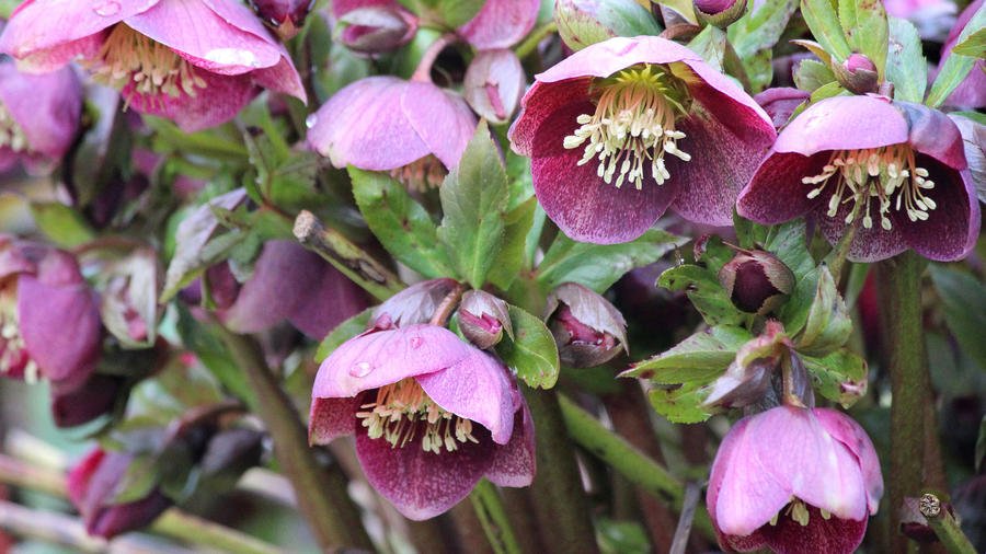 Lenten Rose