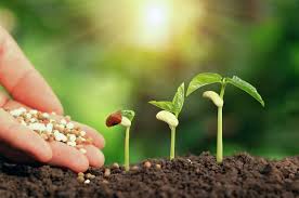 Liquid Lawn Fertilizer Vs. Granular Fertilizer