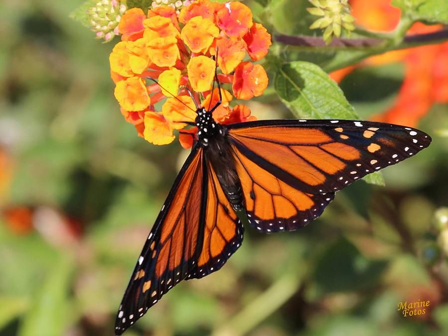 Monarch on Orange flower