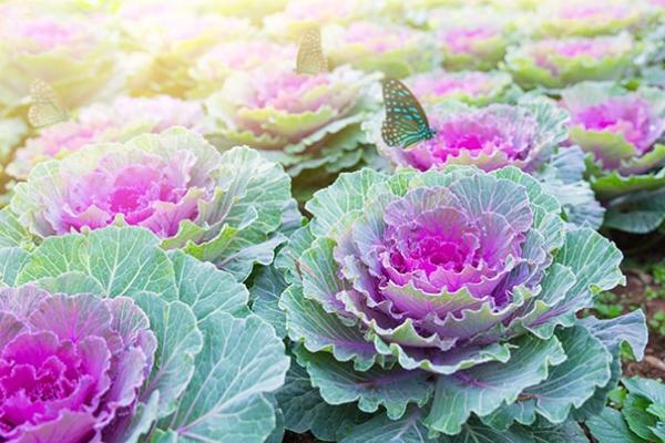 Ornamental Cabbage and Kale