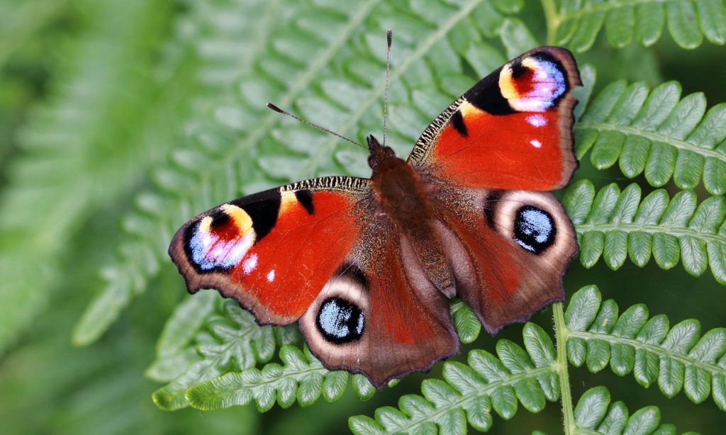 Peacock Butterflies