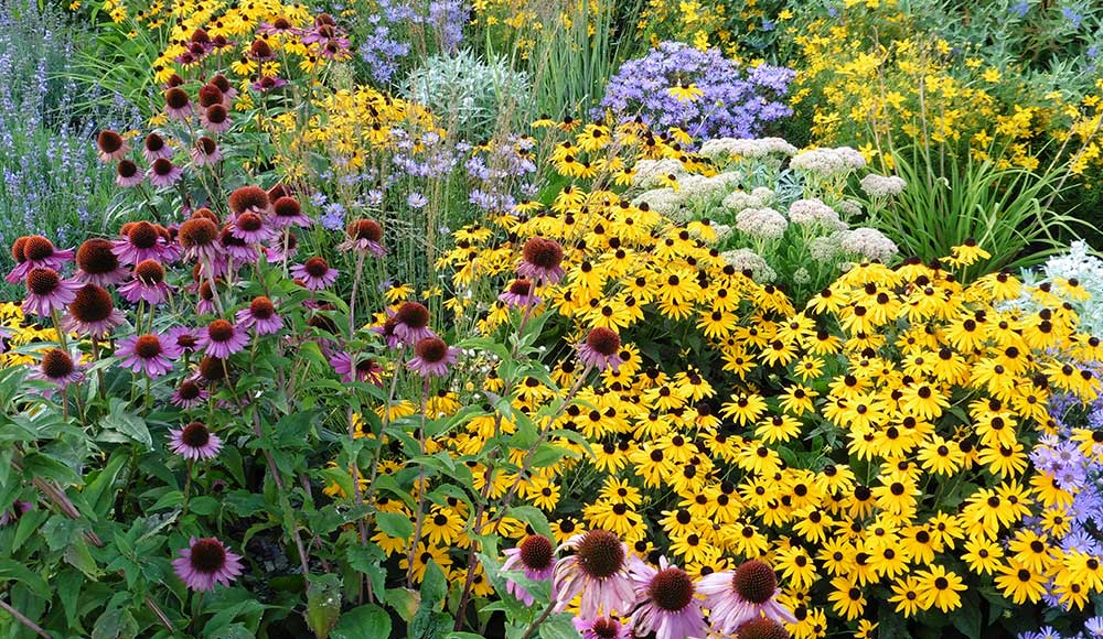 Powerful Perennials