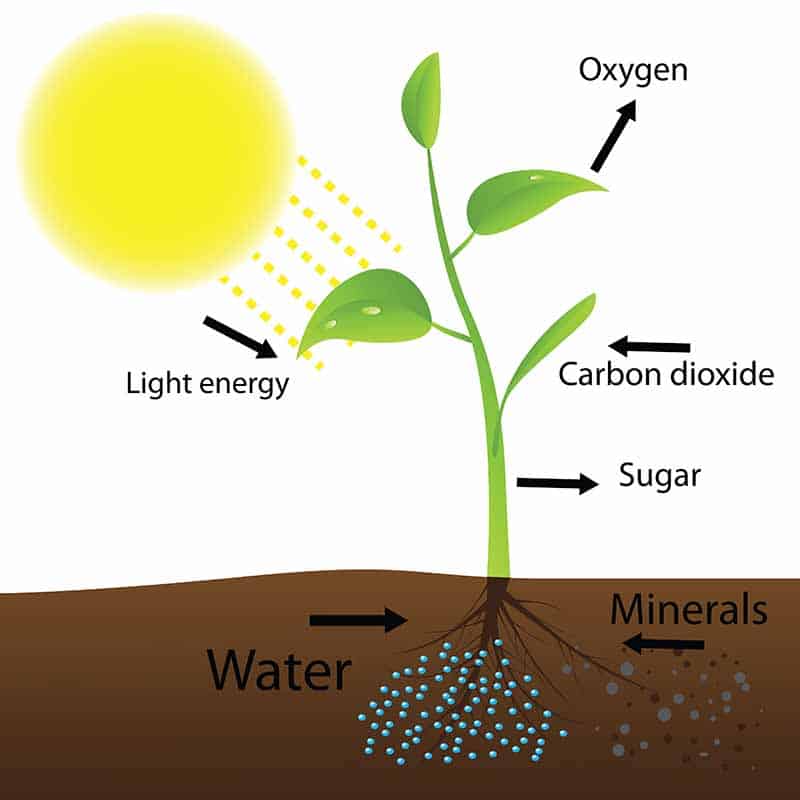 Photosynthesis