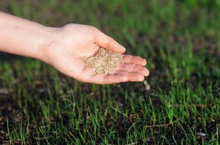 Physical Signs that your Grass Seed May Have Expired