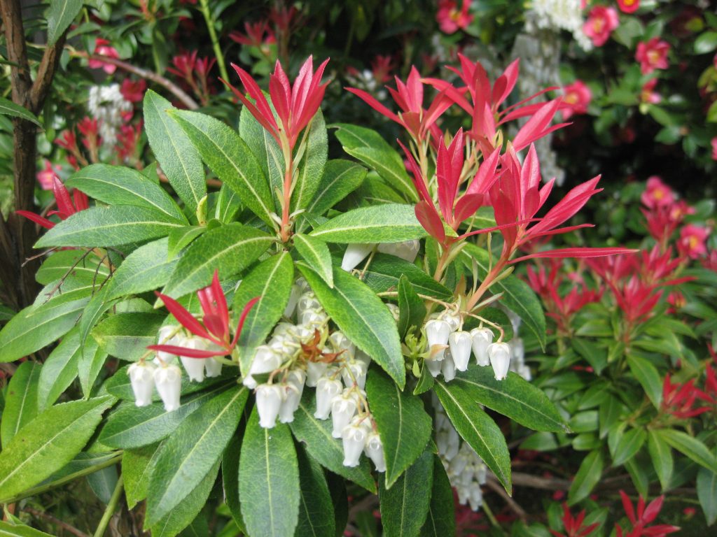 Pieris Japonica