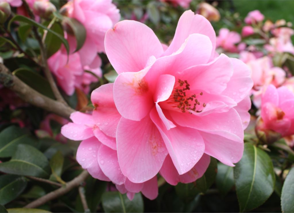 Plant your Camellia Sasanqua