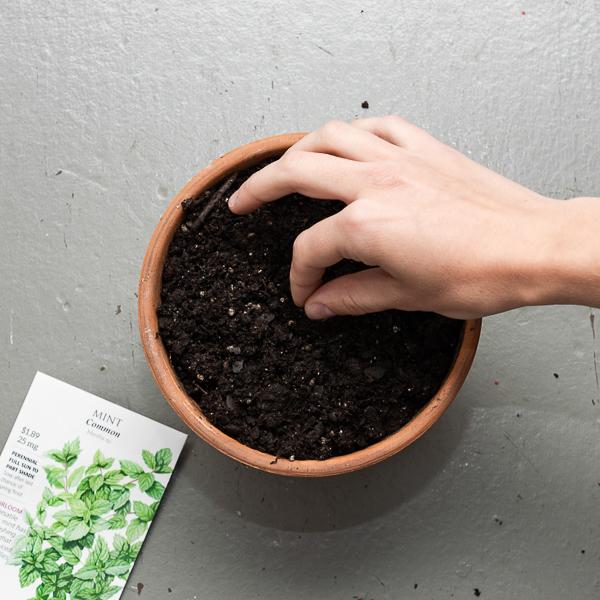 How To Grow Mint From Seeds In An Indoor Pot Organize With Sandy