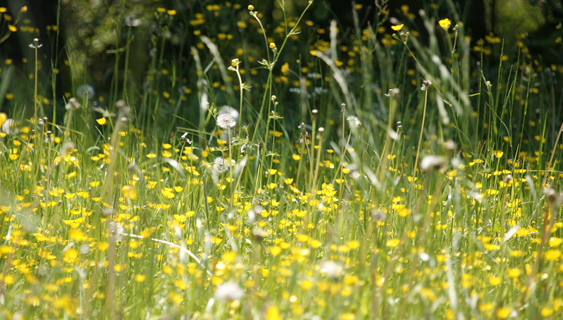 How Long Do Grass Allergies Last? Organize With Sandy