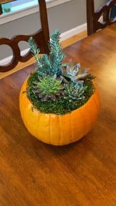 Pumpkin Terrarium