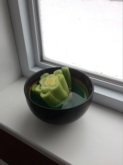 Resting Celery