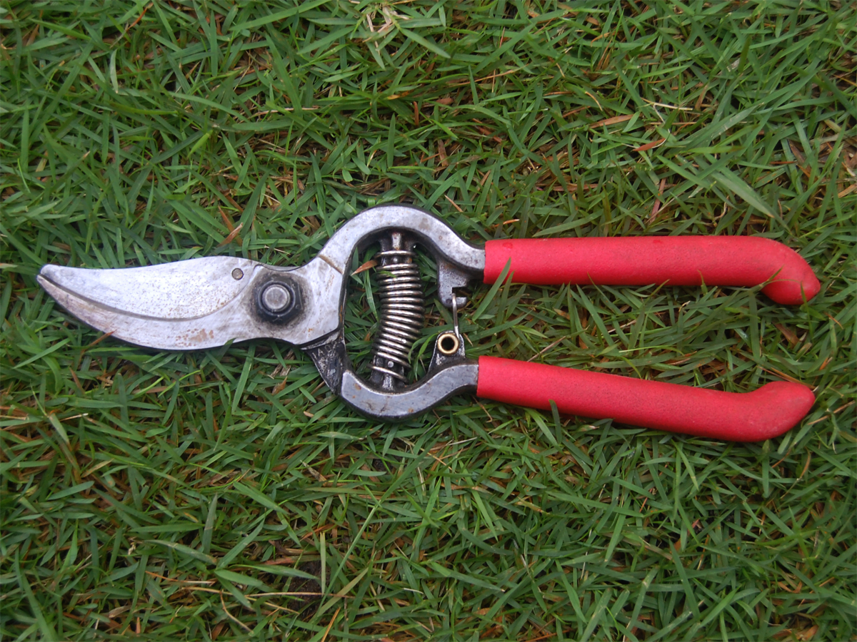 How To Sharpen Pruning Shears With A File Complete Guide Organize