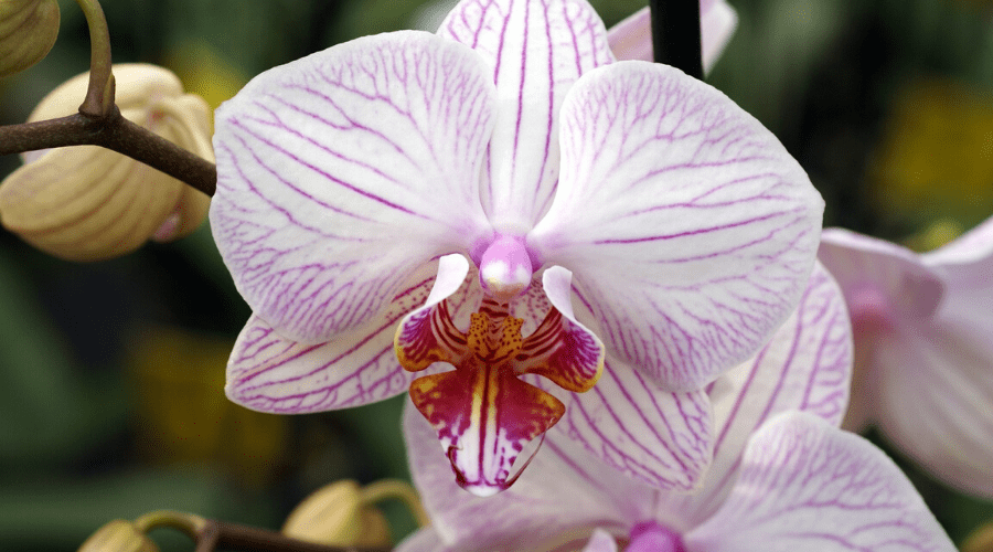 Shenzhen Nongke Orchid