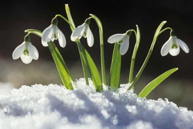 Snowdrop