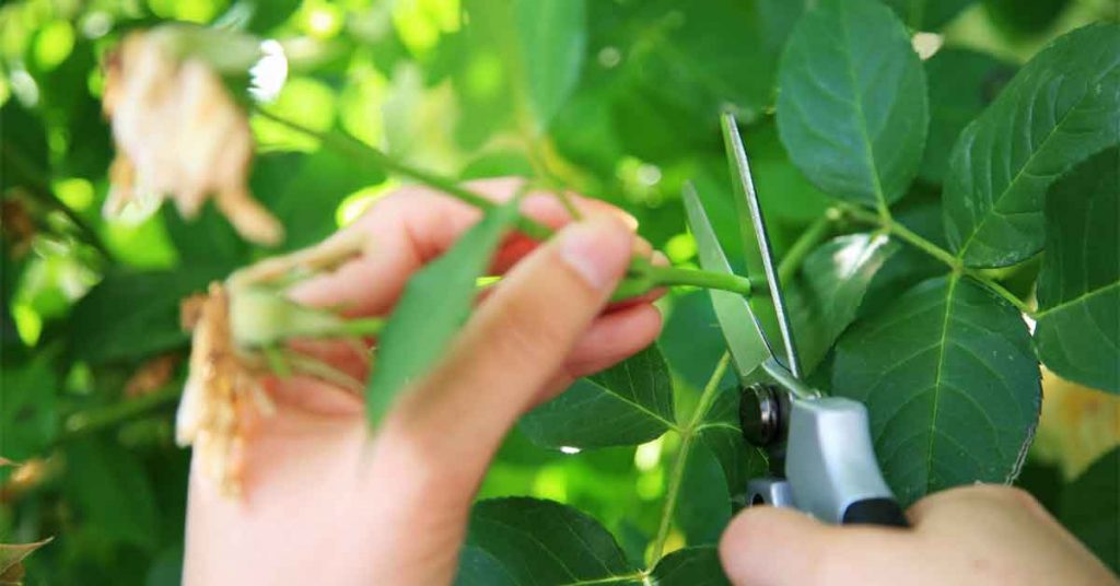 Stem Cutting Plants