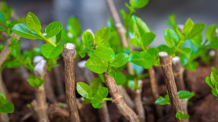 Stem Cutting