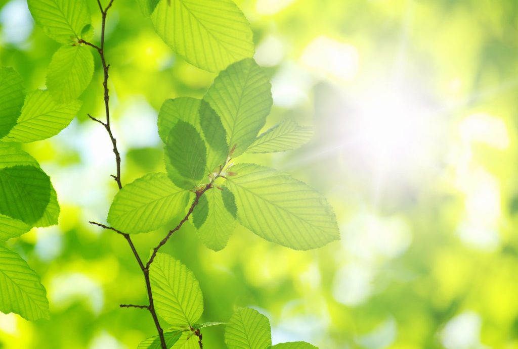 Sunlight on Leaf