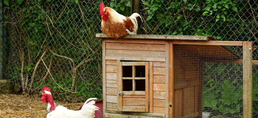 Traditional Chicken Coop Door