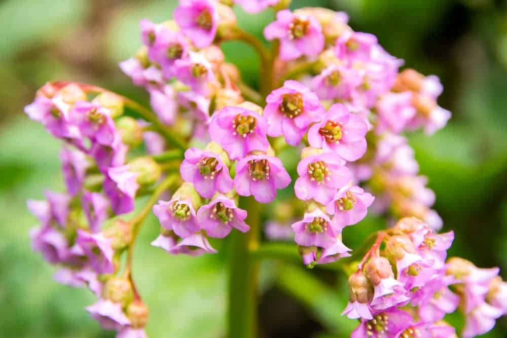 Bergenia Flowers