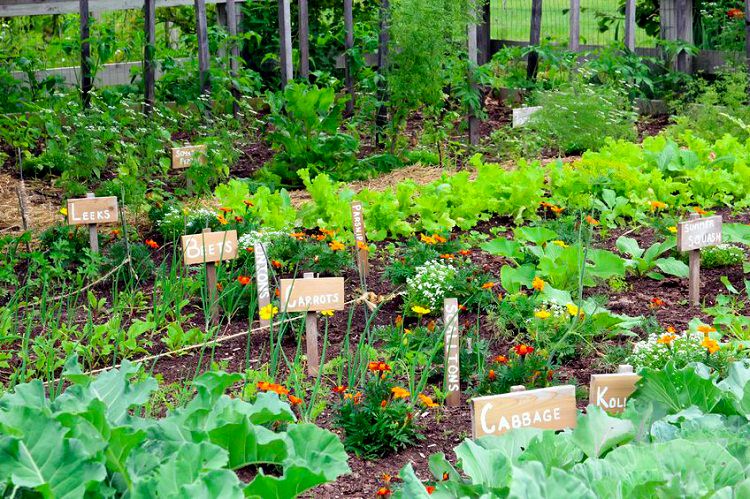 Vegetable Gardening 2