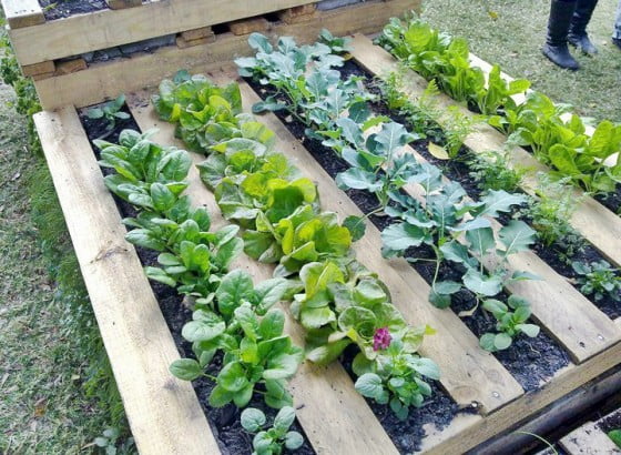 Veggie Pallet Planter 