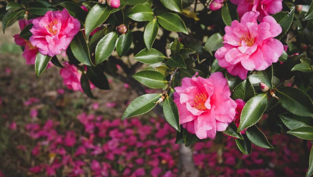 Water your Camellias