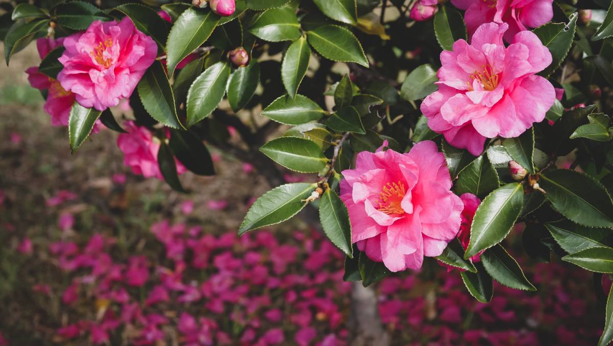 Camellia Sasanqua Trees Best Backyard Gardener's Guide Organize With