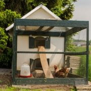 What is a Chicken Coop? A Protective Space for Your Poultry