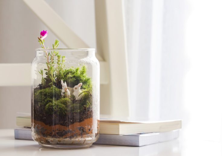 Wide-Mounted Jar Mini Garden