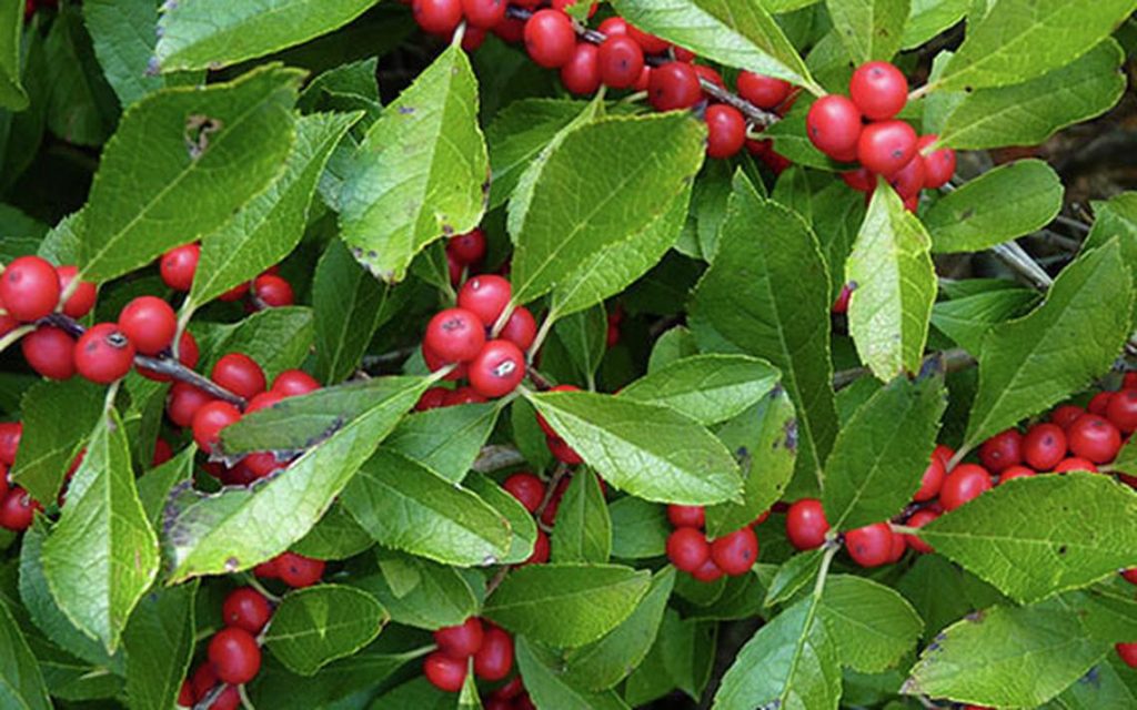 Winterberry