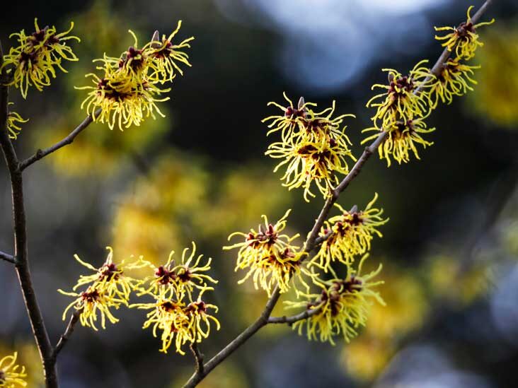 Witch Hazel