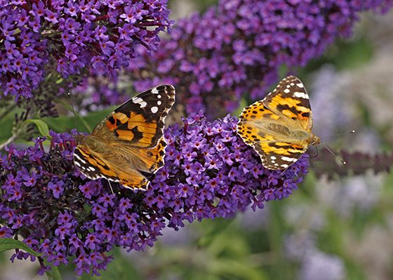 Purple Bursts