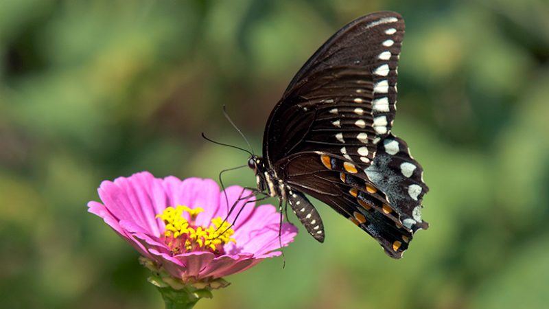 26 Best Perennial Garden Butterfly Plants Organize With Sandy