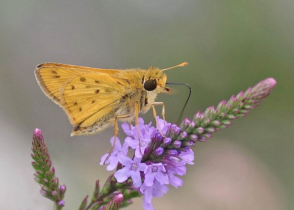 Skipper Butterflies