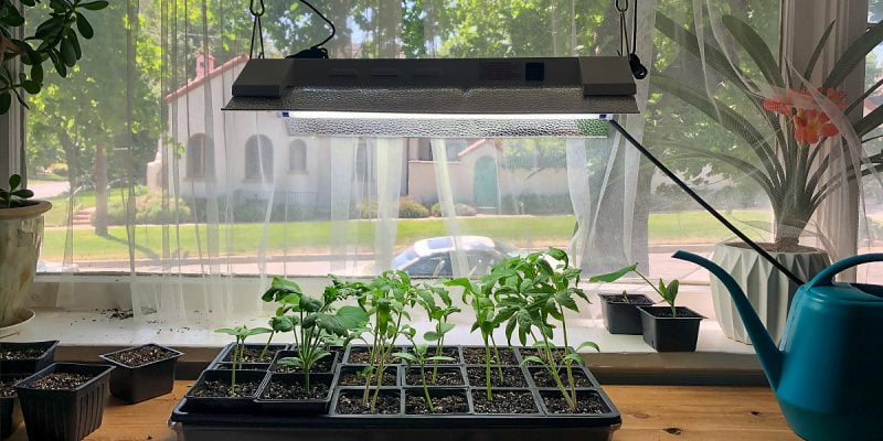 ﻿How to Use a Grow Light to Help your Plants Grow 