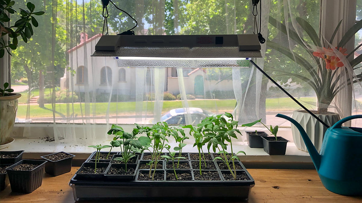 ﻿How to Use a Grow Light to Help your Plants Grow Organize With Sandy