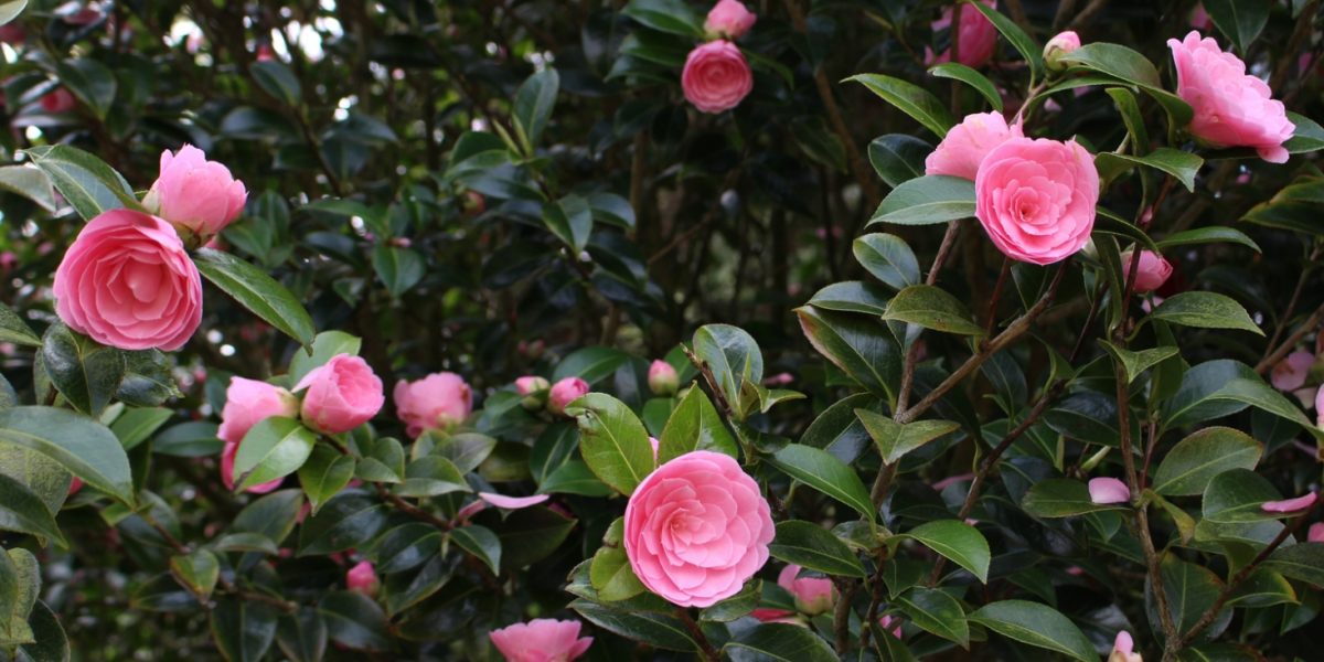 Camellia Varieties 10 Camellias That You Can Grow in Your Garden