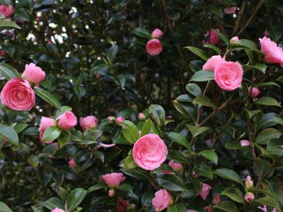 10 Camellias That You Can Grow in Your Garden