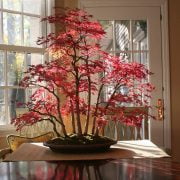 15 Of the Coolest Bonsai Trees for You