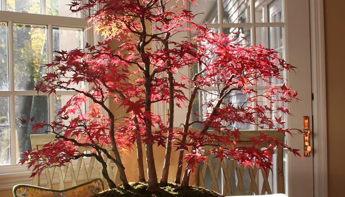 15 Of the Coolest Bonsai Trees for You
