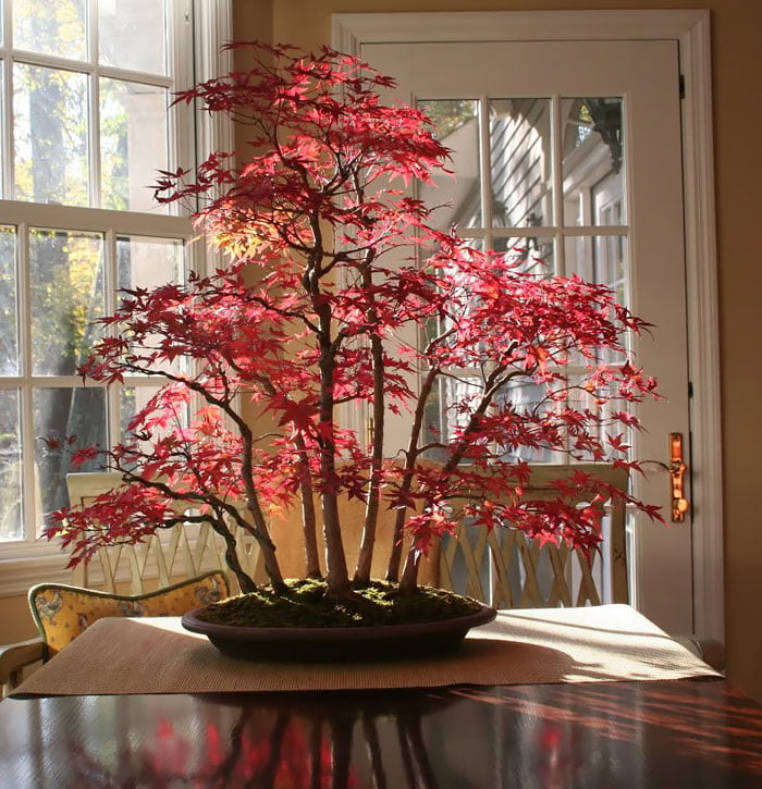 15 Of the Coolest Bonsai Trees You Must Checkout Organize With Sandy