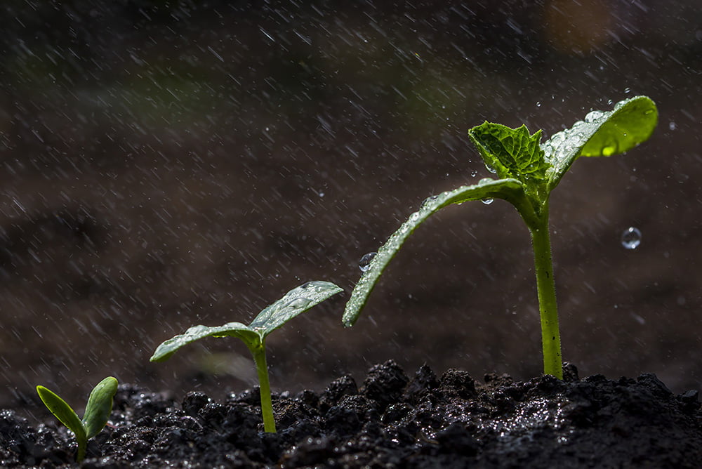 Accelerate Germination