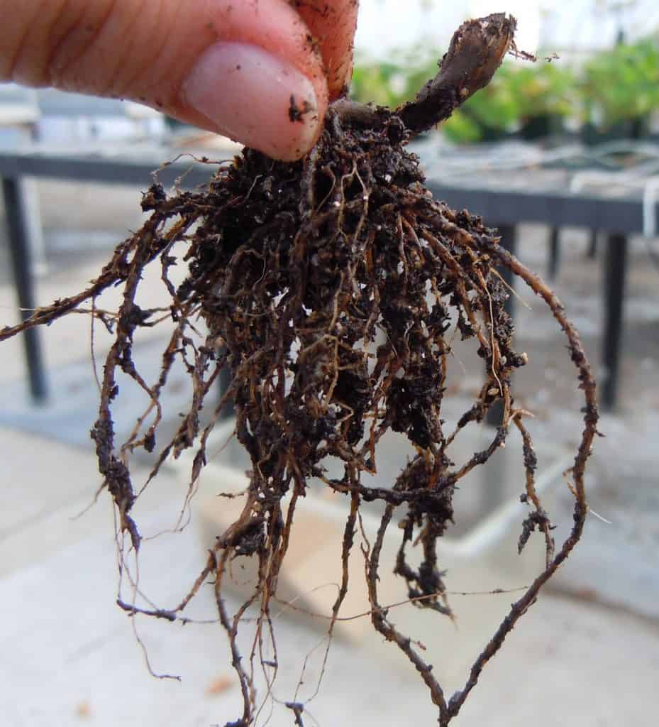 Aeration of Soil and Treatment of Root Rot